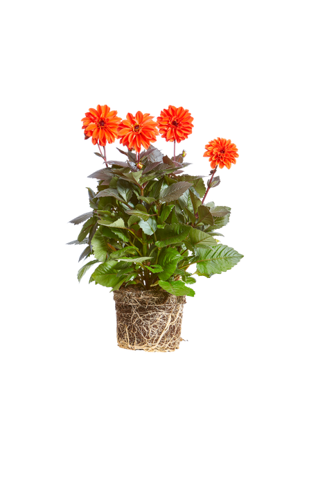 Dahlia 'd. temp orange'